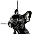 Tiy Frenchies
